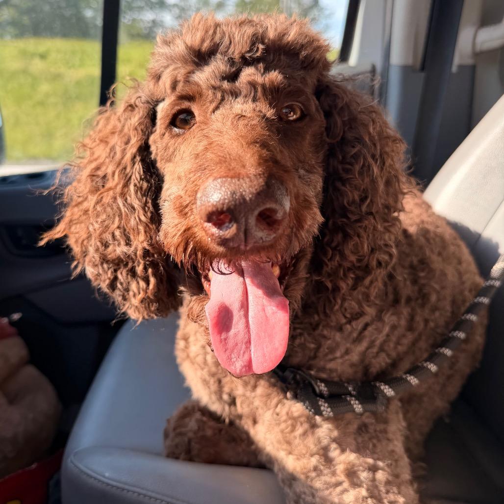 Enlarge Millie ( aka Moo Moo), a Adoptable Standard Poodle in Lee's Summit, MO image 1/1