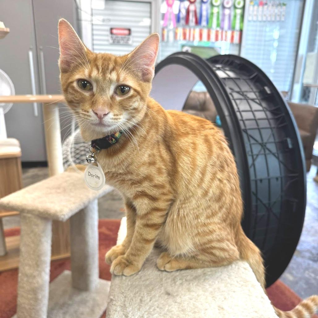 *Dorito, Adoptable, Young Male Domestic Short Hair.