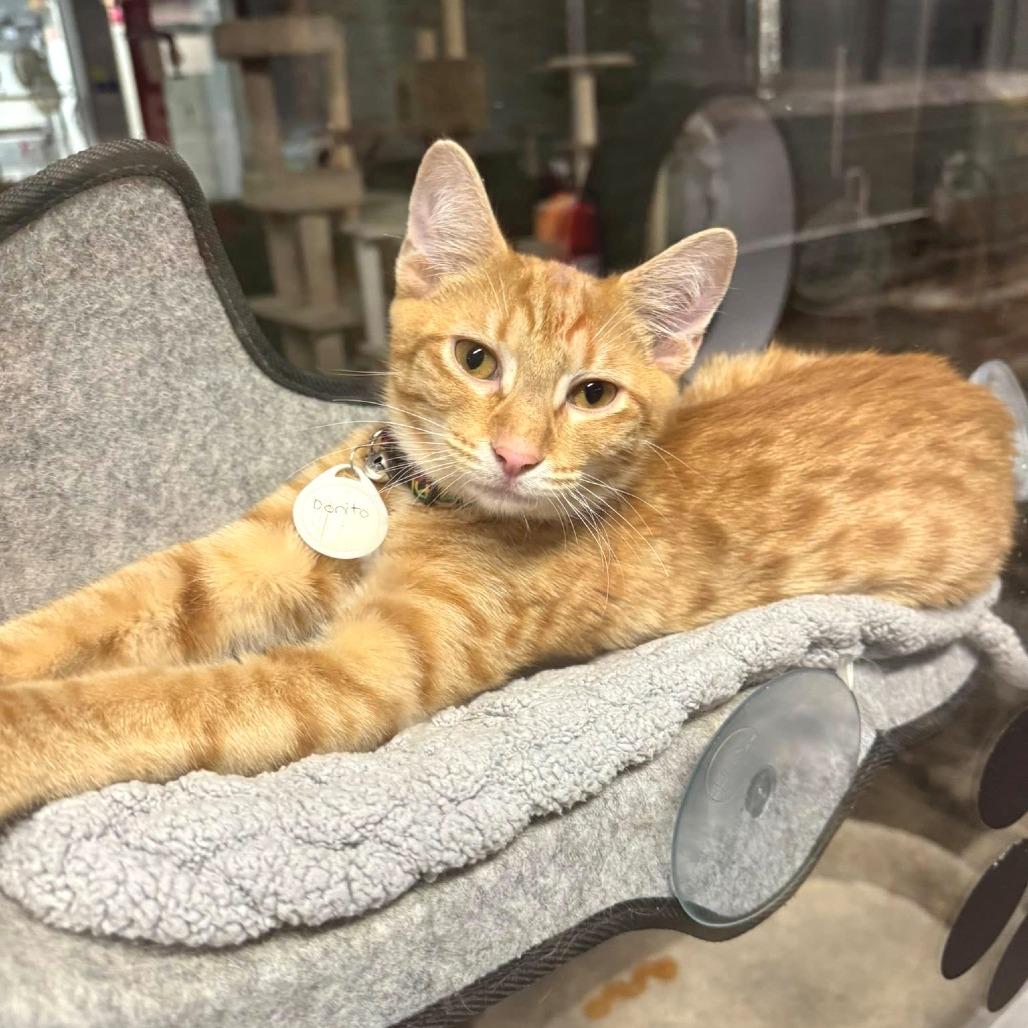 Enlarge *Dorito, a Adoptable Domestic Short Hair in Huntsville, AL image 2/4