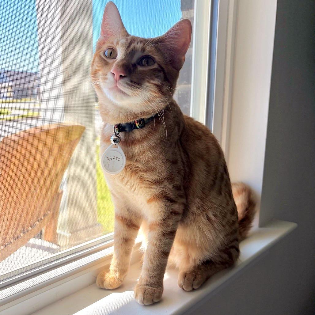 Enlarge *Dorito, a Adoptable Domestic Short Hair in Huntsville, AL image 3/4