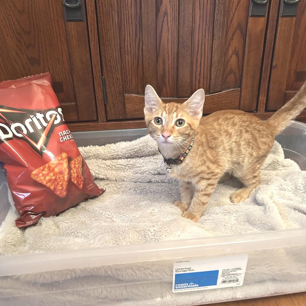 Enlarge *Dorito, a Adoptable Domestic Short Hair in Huntsville, AL image 4/4