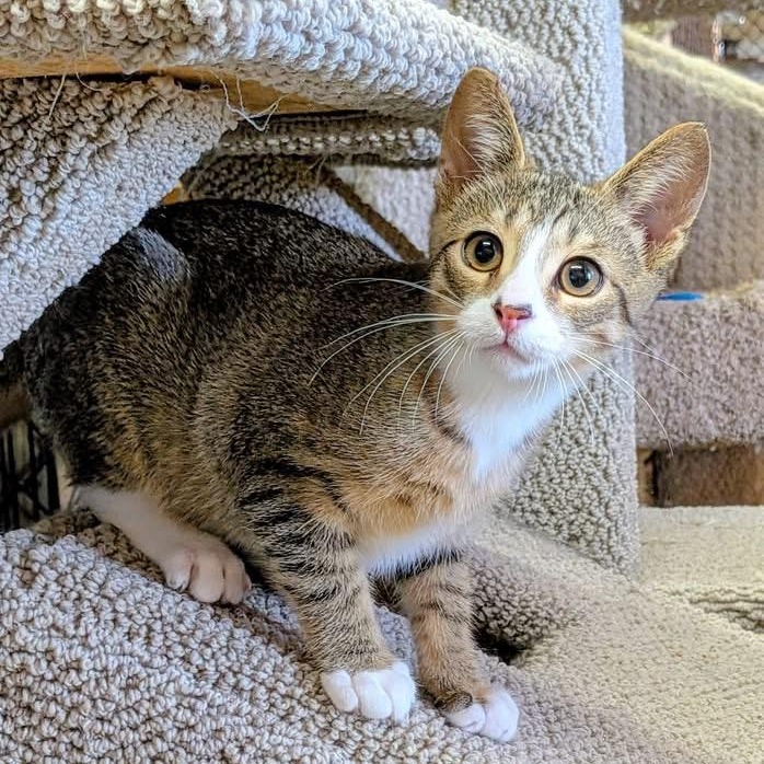CANAAN, adoptable, Kitten Male Tabby.
