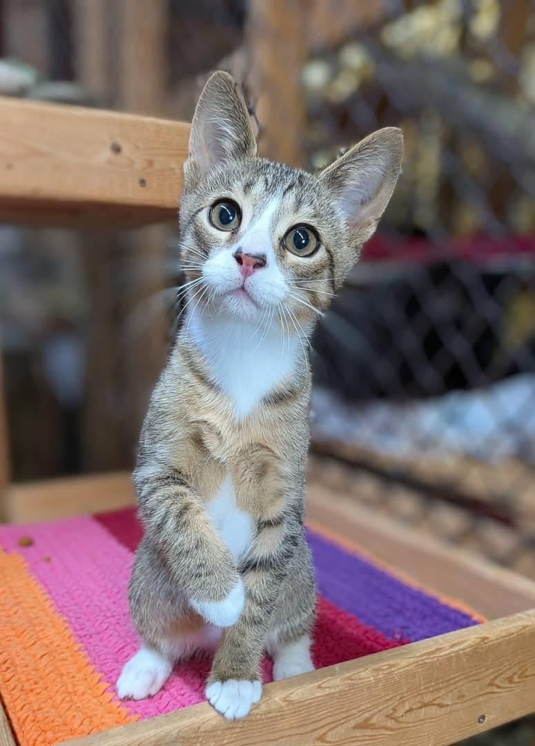 CANAAN, an adoptable Tabby in Delhi, ON image 2/2