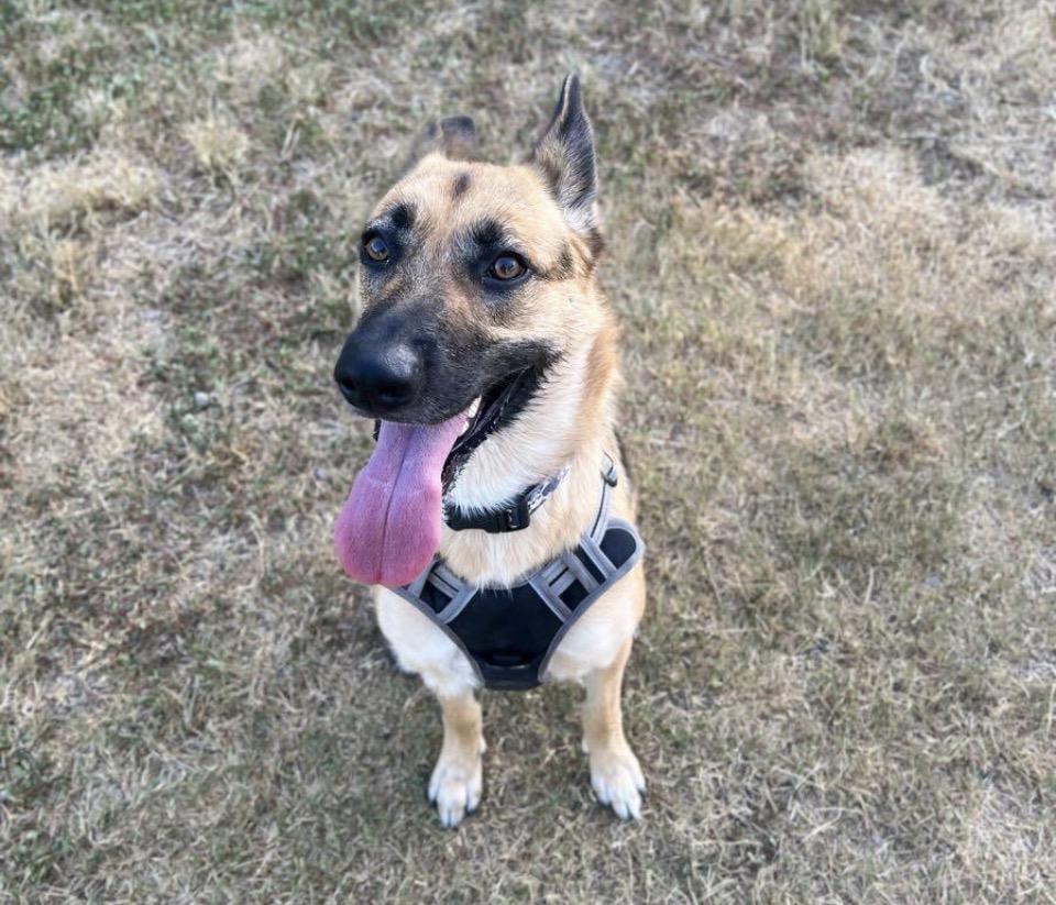 Daisy, Adopted, Adult Female German Shepherd Dog.