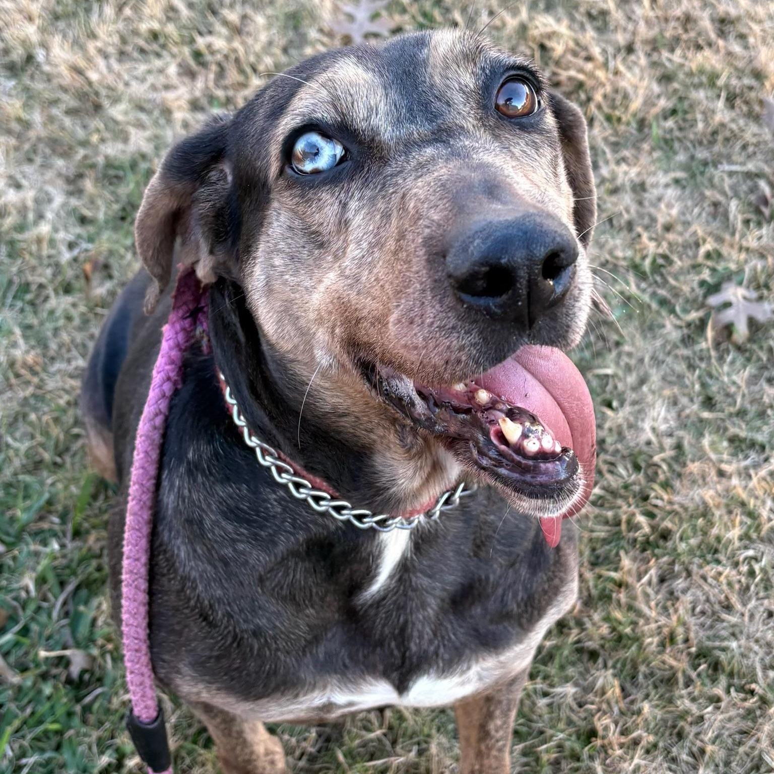 Enlarge Star, a Adoptable mixed breed in Johnston , RI image 4/5