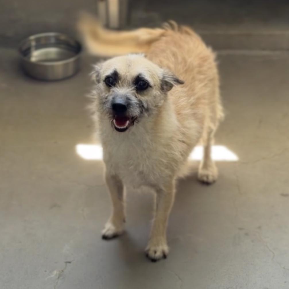 Scrappy A2287229, Adoptable, Adult Male Cairn Terrier.