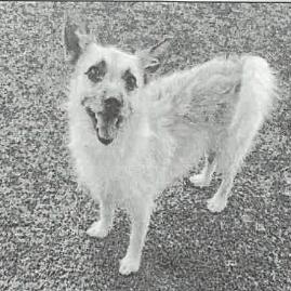 Enlarge Scrappy A2287229, a Adoptable Cairn Terrier in Middletown, NY image 2/6