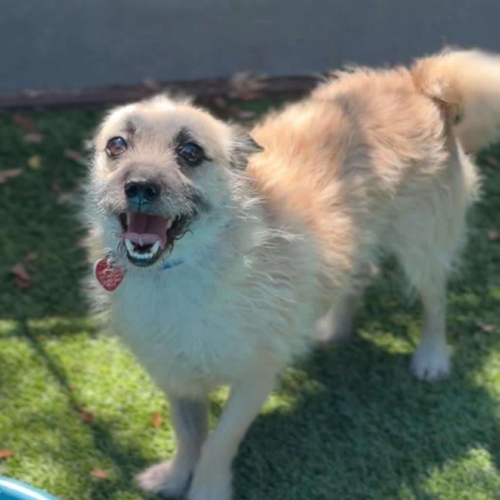 Enlarge Scrappy A2287229, a Adoptable Cairn Terrier in Middletown, NY image 3/6