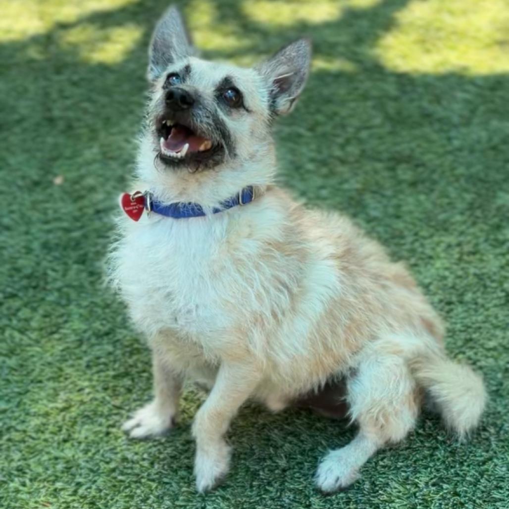 Enlarge Scrappy A2287229, a Adoptable Cairn Terrier in Middletown, NY image 4/6