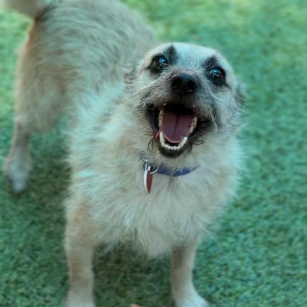 Enlarge Scrappy A2287229, a Adoptable Cairn Terrier in Middletown, NY image 5/6