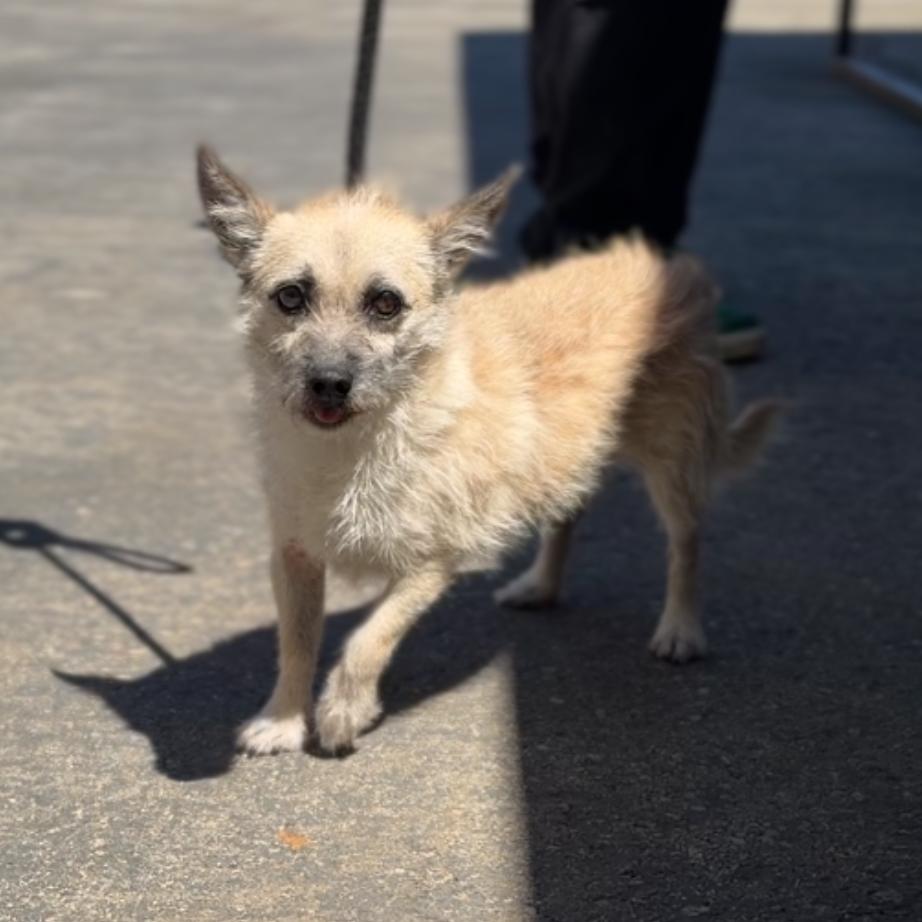 Enlarge Scrappy A2287229, a Adoptable Cairn Terrier in Middletown, NY image 6/6
