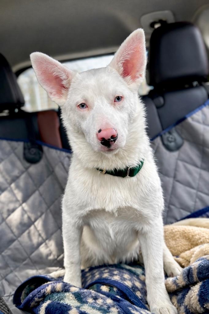 Powder -(local) Special Needs, Adoptable, Puppy Male Australian Shepherd.