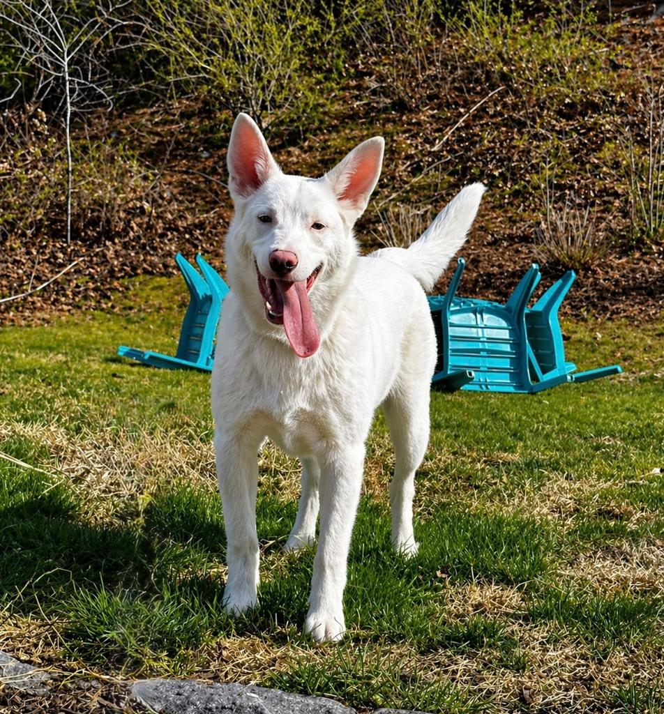 Powder -(local) Special Needs, a Adoptable Australian Shepherd in Princeton, MA image 2/4