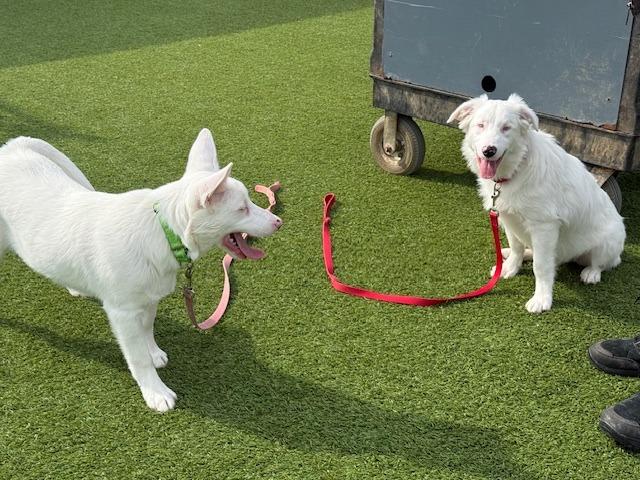Enlarge Powder -(local) Special Needs, a Adoptable Australian Shepherd in Princeton, MA image 2/6