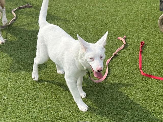 Enlarge Powder -(local) Special Needs, a Adoptable Australian Shepherd in Princeton, MA image 4/6
