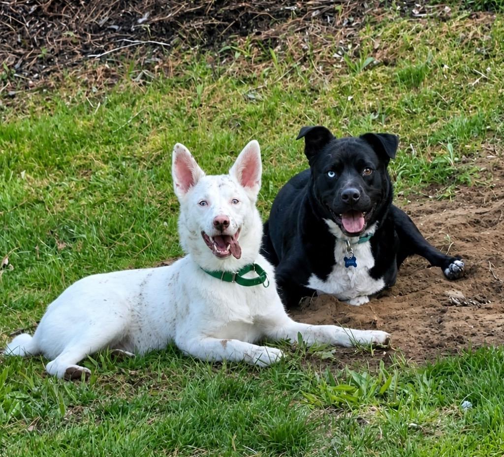 Powder -(local) Special Needs, a Adoptable Australian Shepherd in Princeton, MA image 3/4