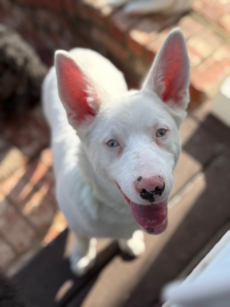 Enlarge Powder -(local) Special Needs, a Adoptable Australian Shepherd in Princeton, MA image 5/6