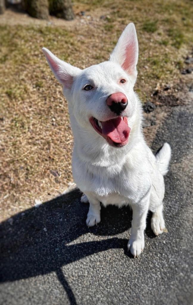 Powder -(local) Special Needs, a Adoptable Australian Shepherd in Princeton, MA image 4/4