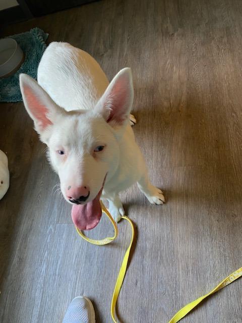 Enlarge Powder -(local) Special Needs, a Adoptable Australian Shepherd in Princeton, MA image 6/6