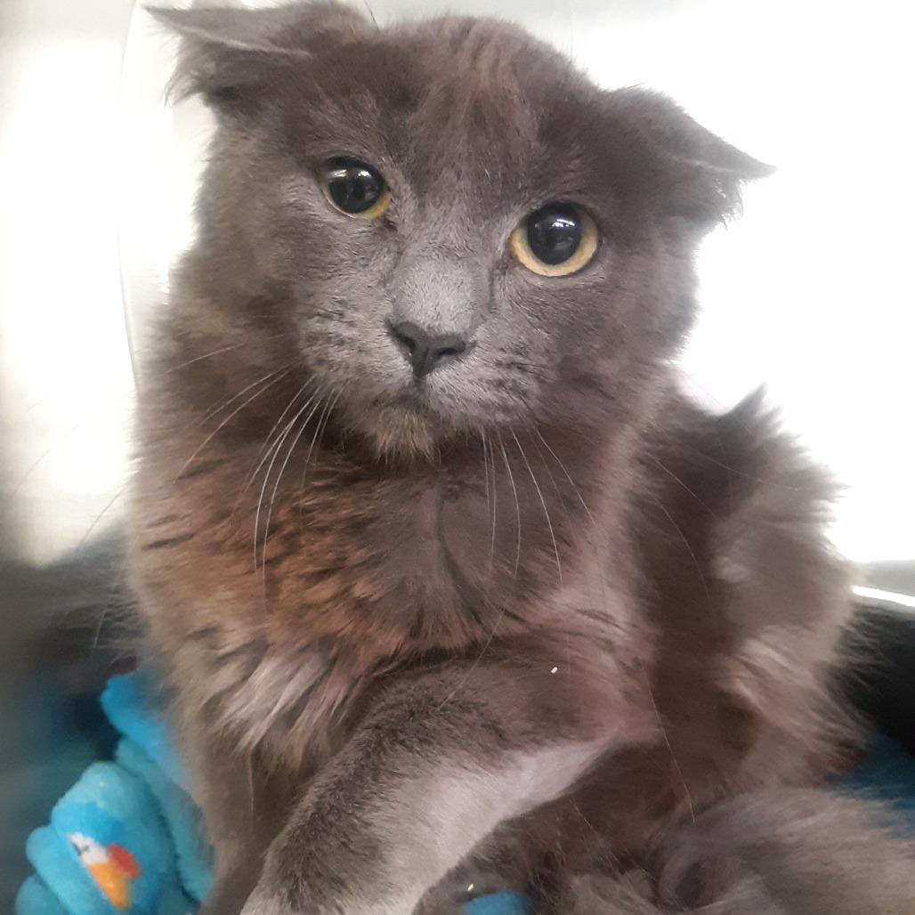 Shifter, Adoptable, Young Female Domestic Short Hair.
