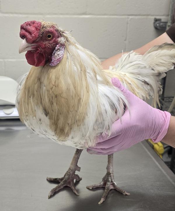 Ginger, Adoptable, Adult Male Chicken.
