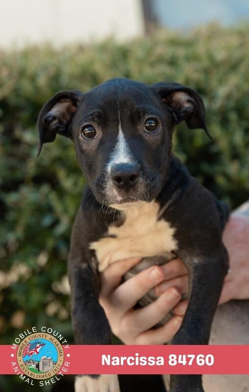 Narcissa, Adoptable, Young Female Mixed Breed.