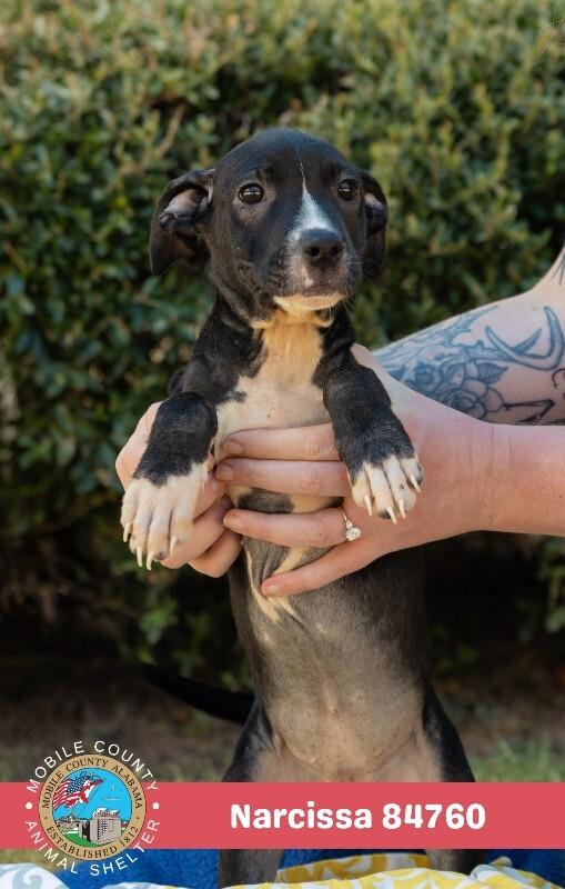 Enlarge Narcissa, a Adoptable Mixed Breed in West Hanover Township, PA image 2/2