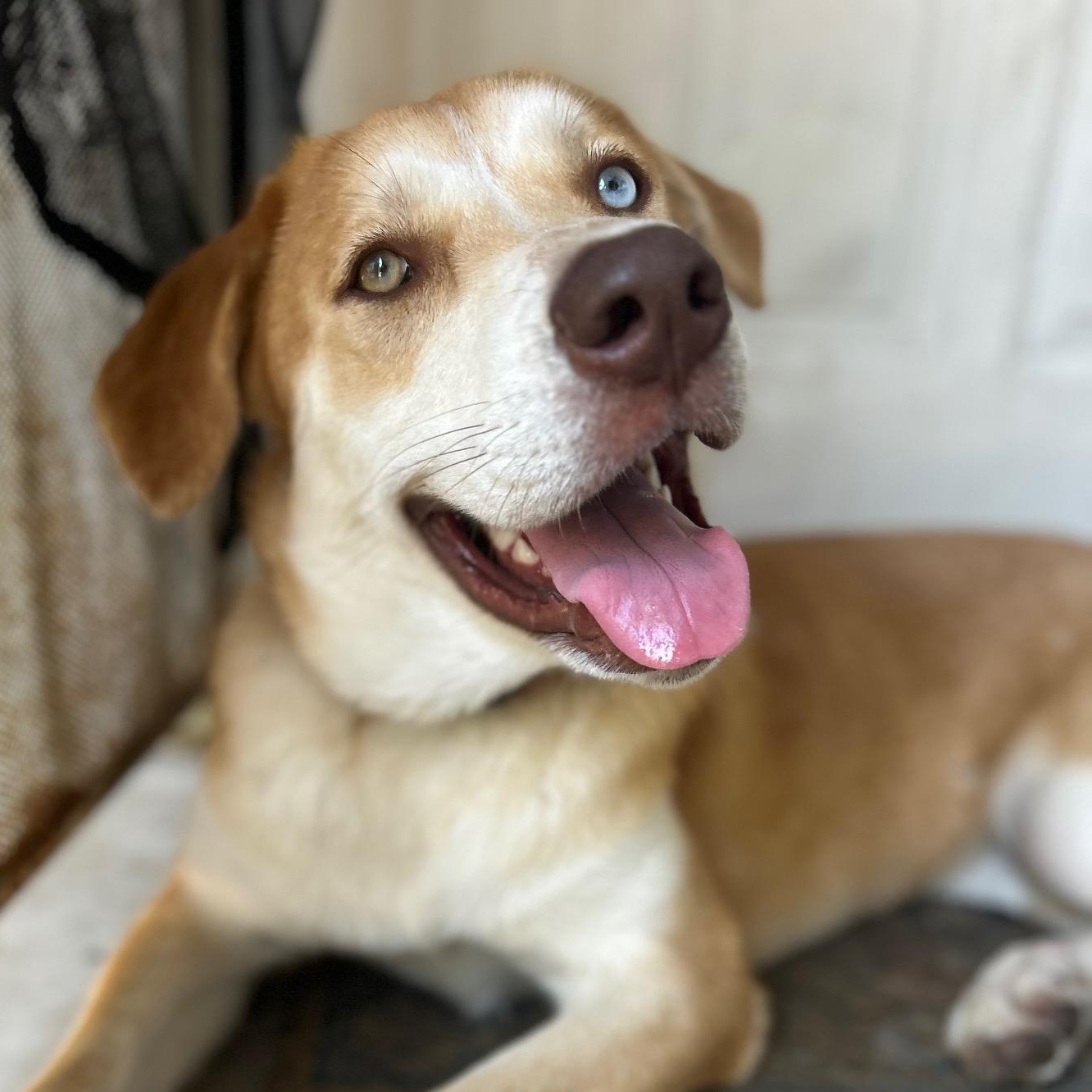 Liza is a real gem She is a stunning looking tall gal who weighs about 50 pounds at 10 months