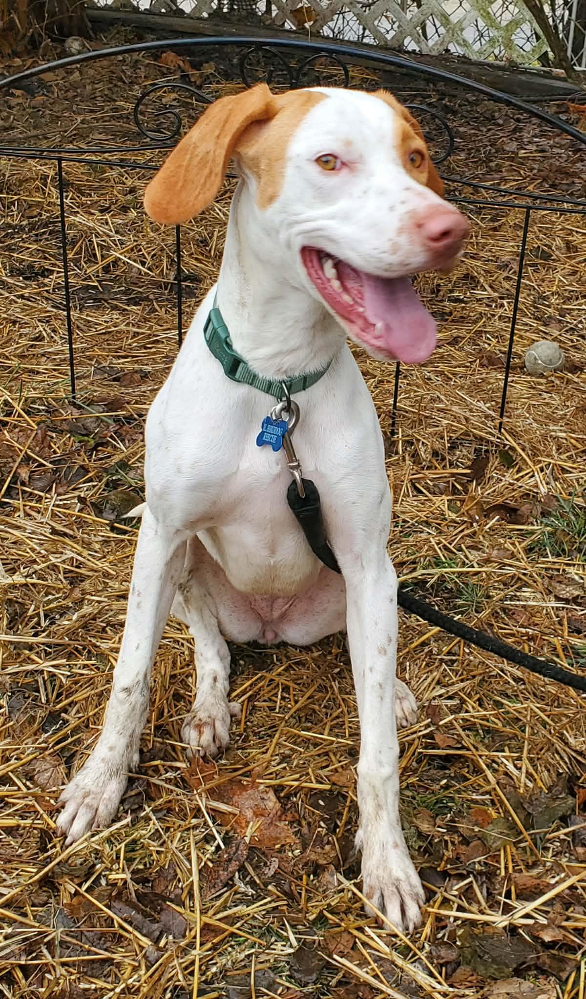 Enlarge Clarice- Foster Home Needed, a ADOPTABLE English Pointer in Wood Dale, IL image 5/6