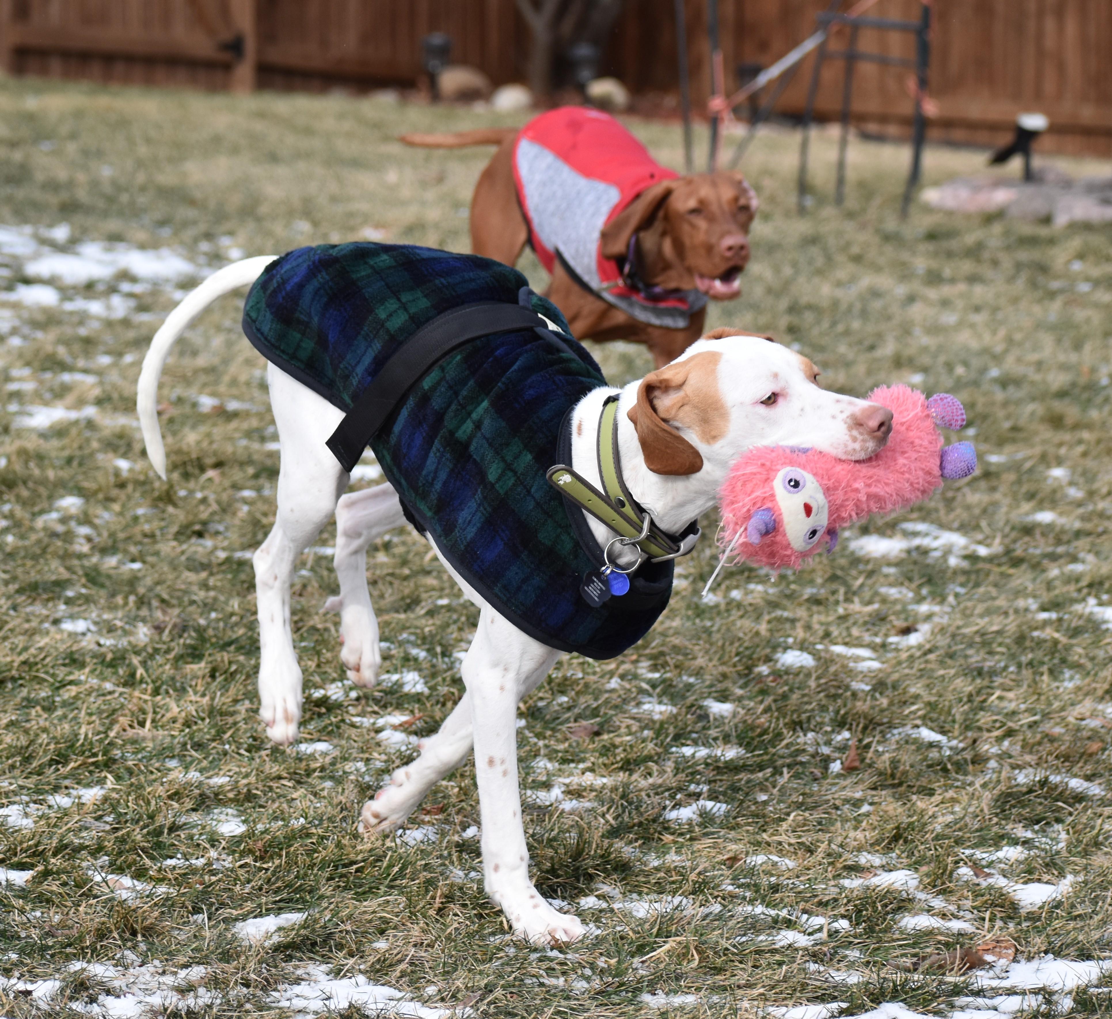 Enlarge Clarice, a ADOPTABLE English Pointer in Wood Dale, IL image 5/6
