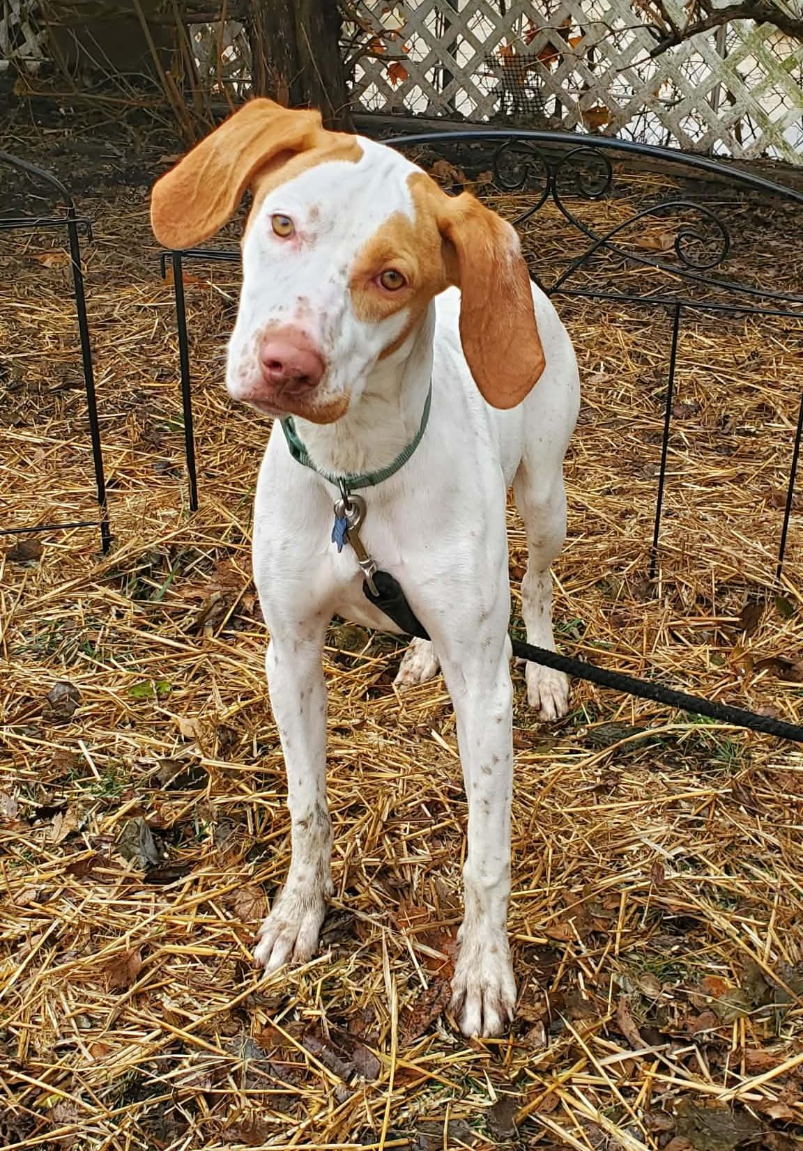 Enlarge Clarice- Foster Home Needed, a ADOPTABLE English Pointer in Wood Dale, IL image 2/6