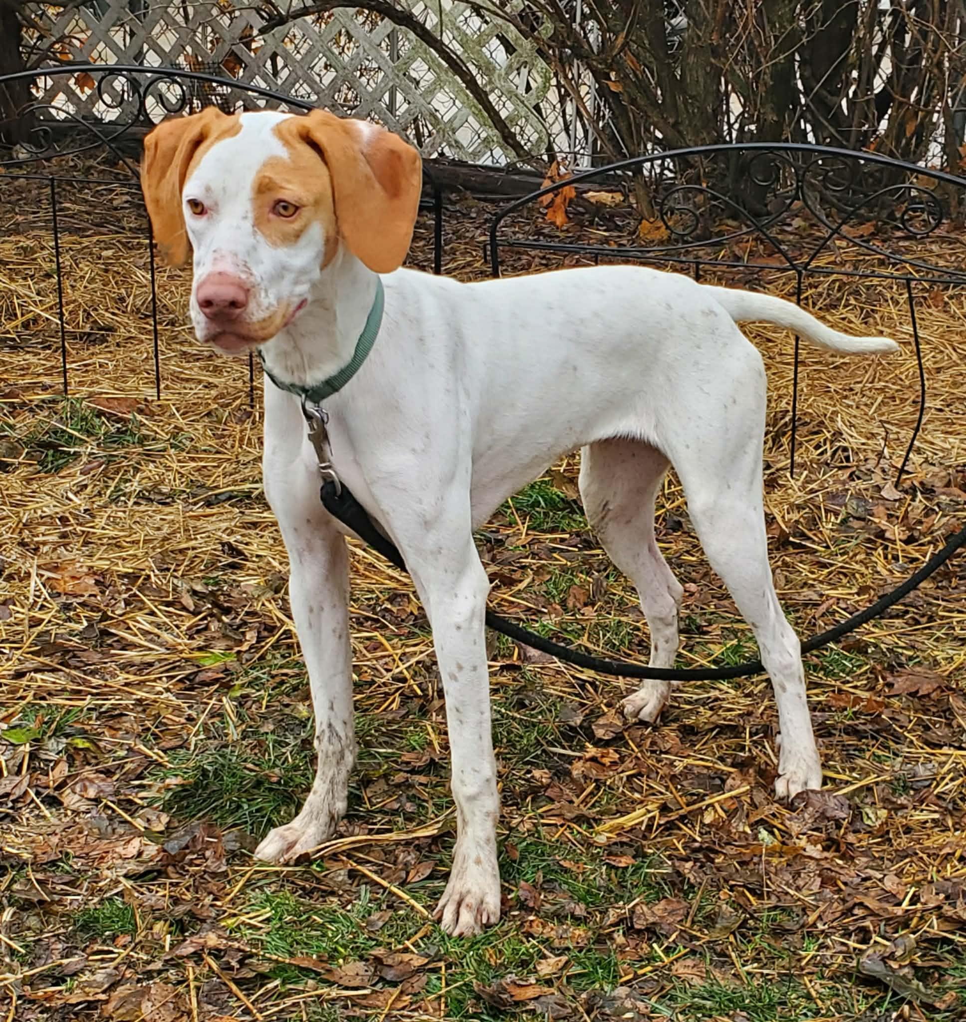 Enlarge Clarice- Foster Home Needed, a ADOPTABLE English Pointer in Wood Dale, IL image 3/6