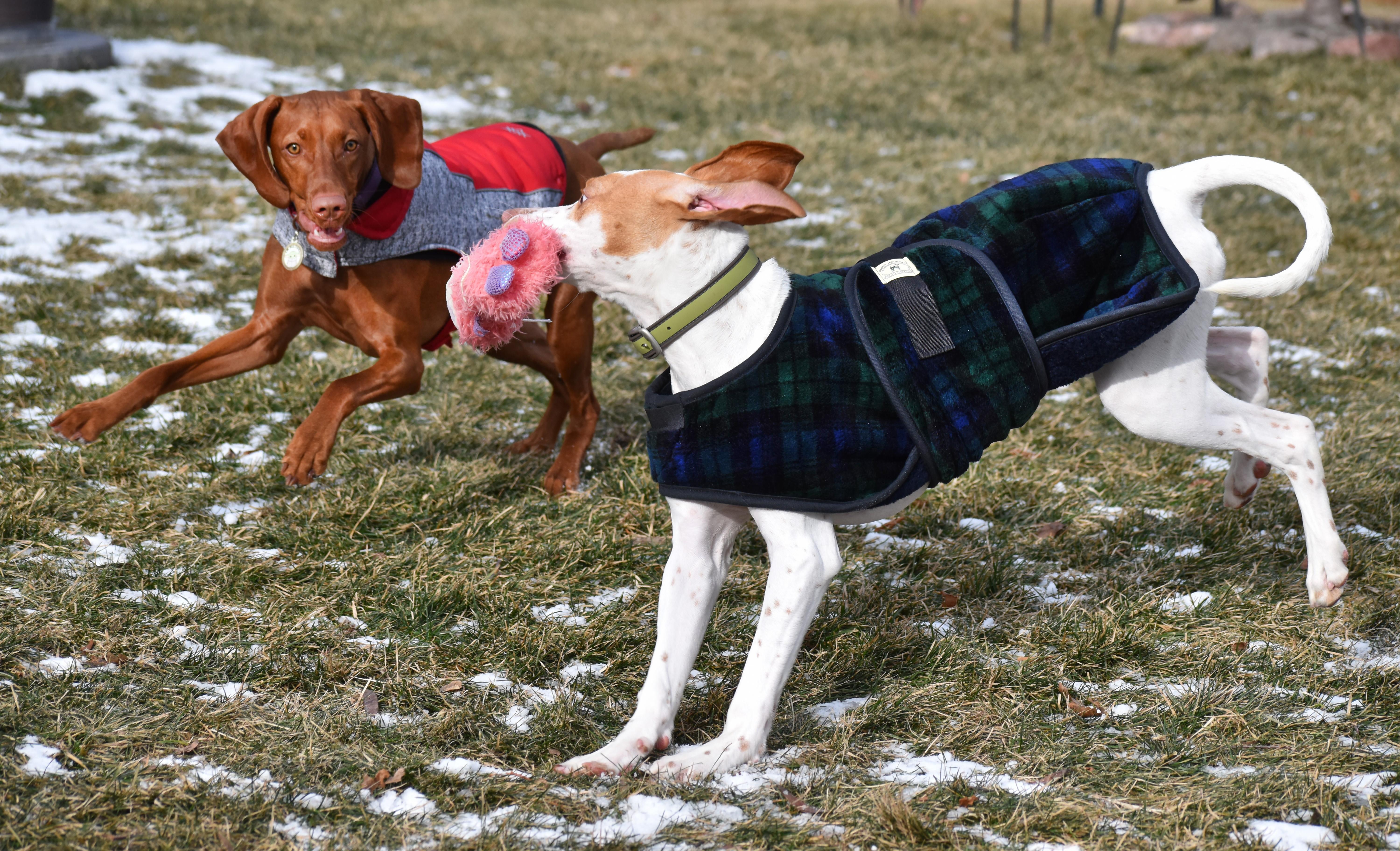 Enlarge Clarice, a ADOPTABLE English Pointer in Wood Dale, IL image 3/6