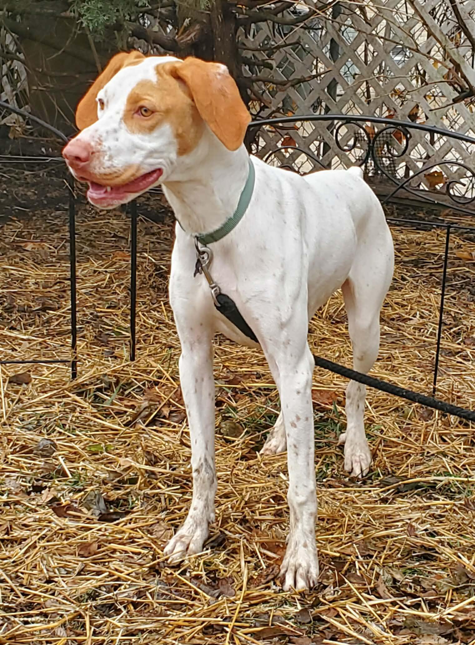Enlarge Clarice- Foster Home Needed, a ADOPTABLE English Pointer in Wood Dale, IL image 6/6