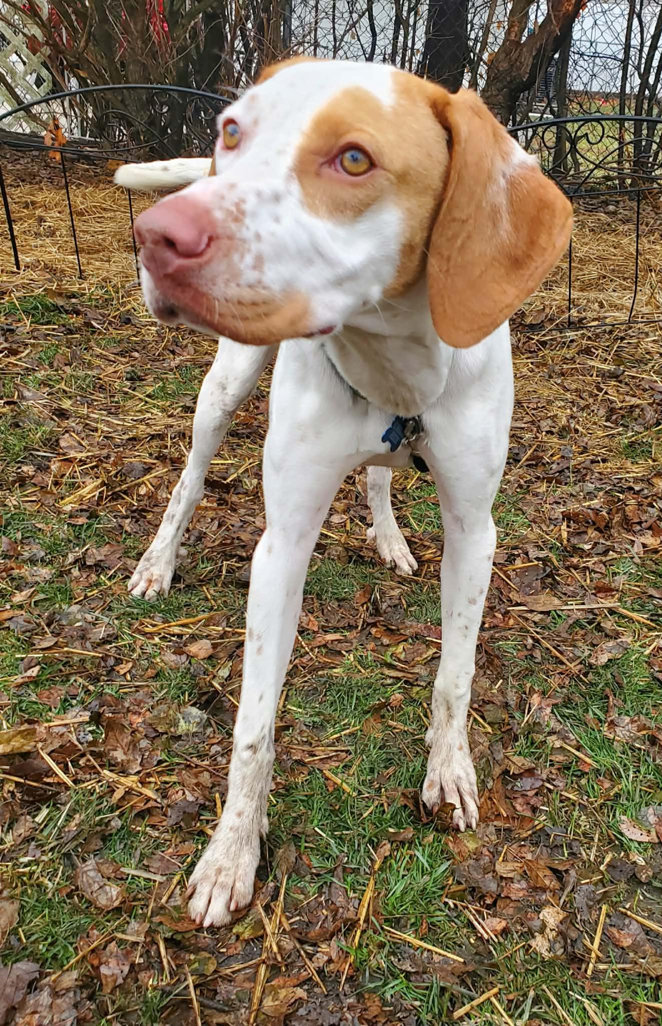 Clarice- Foster Home Needed, ADOPTABLE, Young Female English Pointer.