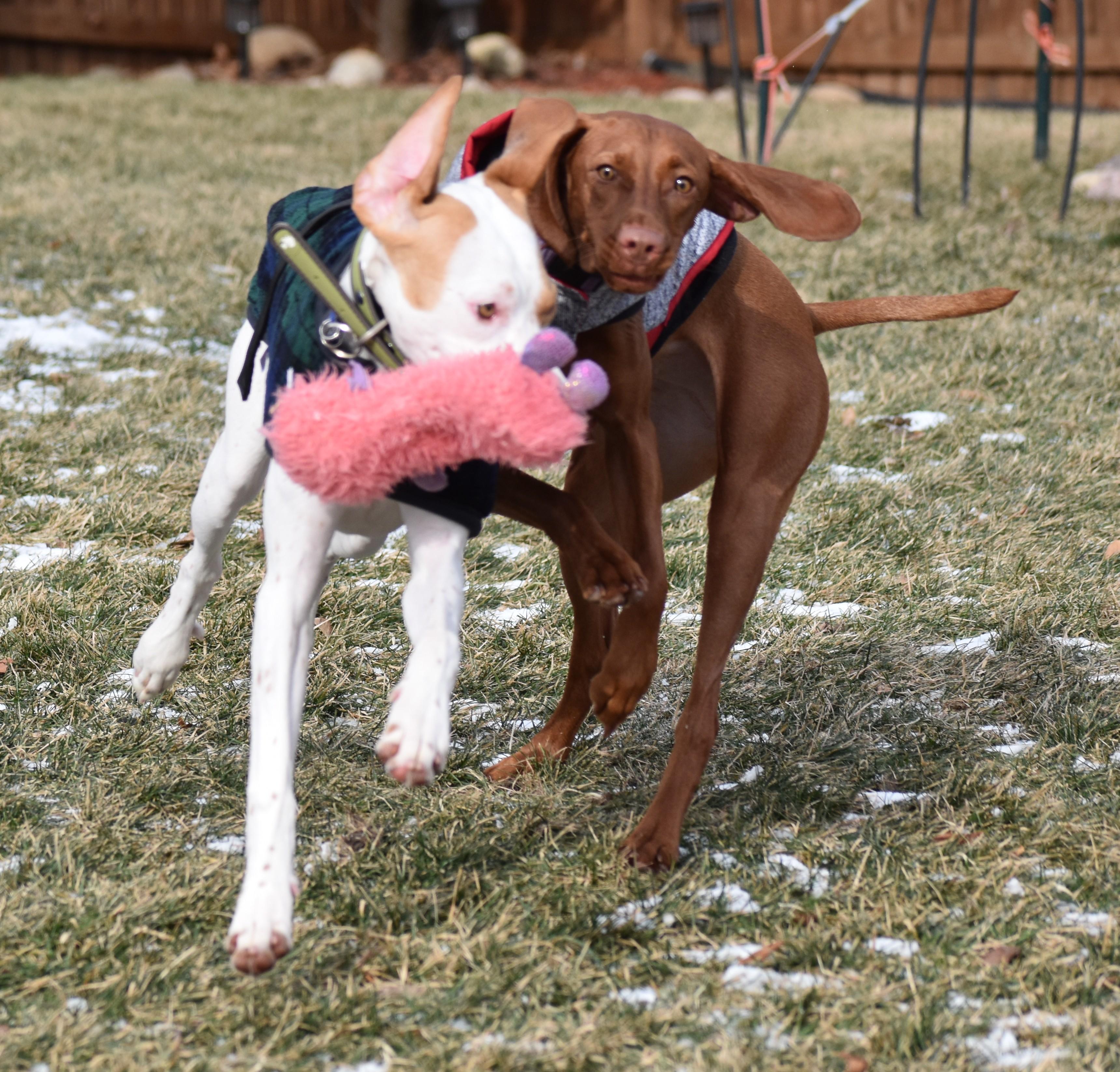 Enlarge Clarice, a ADOPTABLE English Pointer in Wood Dale, IL image 6/6