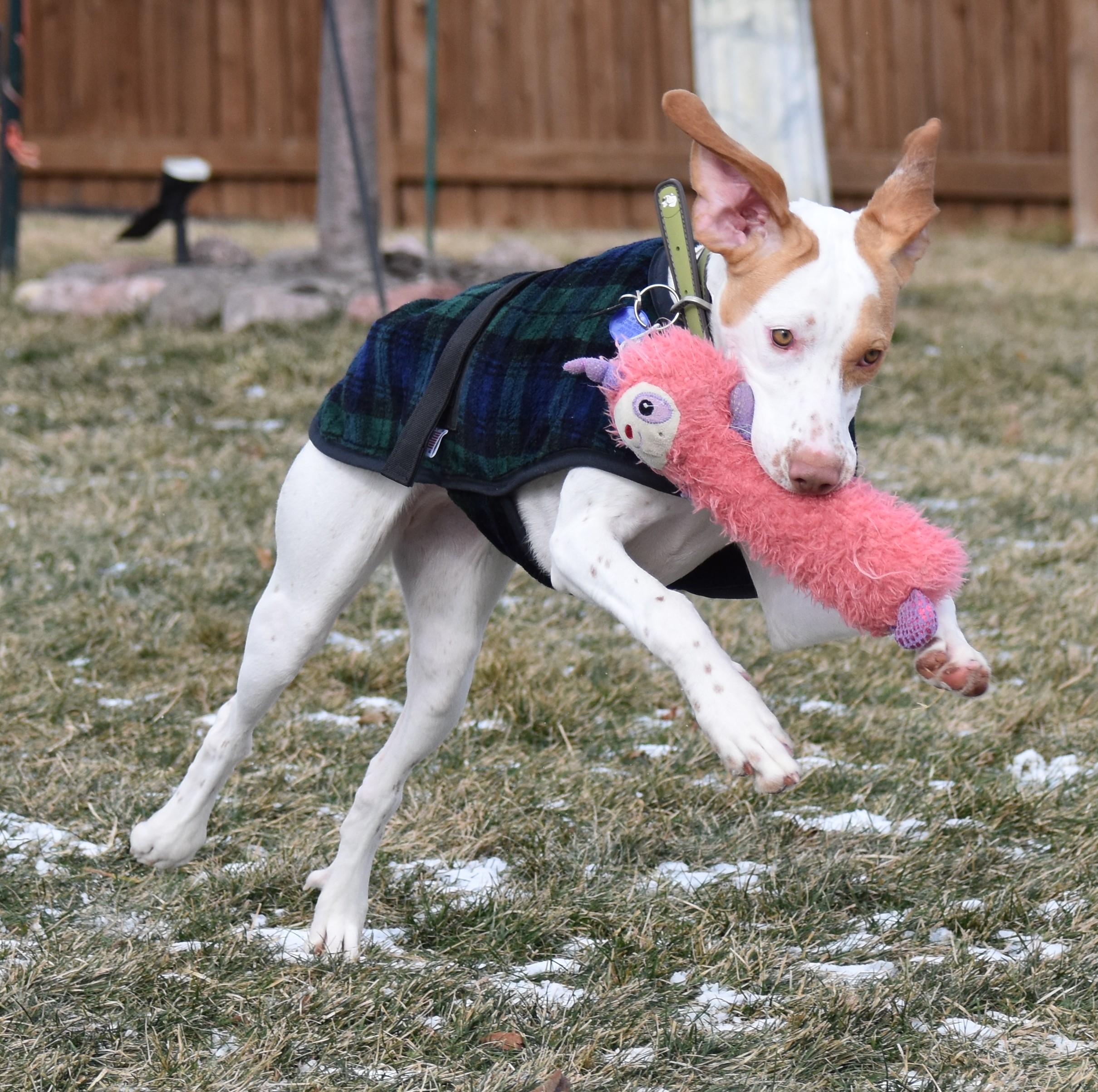 Enlarge Clarice, a ADOPTABLE English Pointer in Wood Dale, IL image 4/6