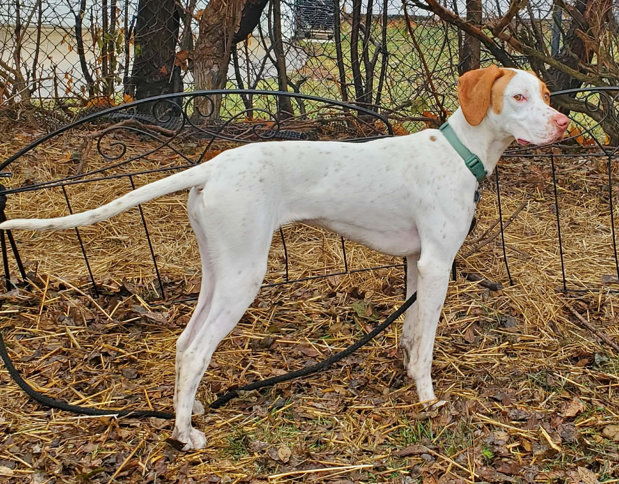 Enlarge Clarice- Foster Home Needed, a ADOPTABLE English Pointer in Wood Dale, IL image 4/6