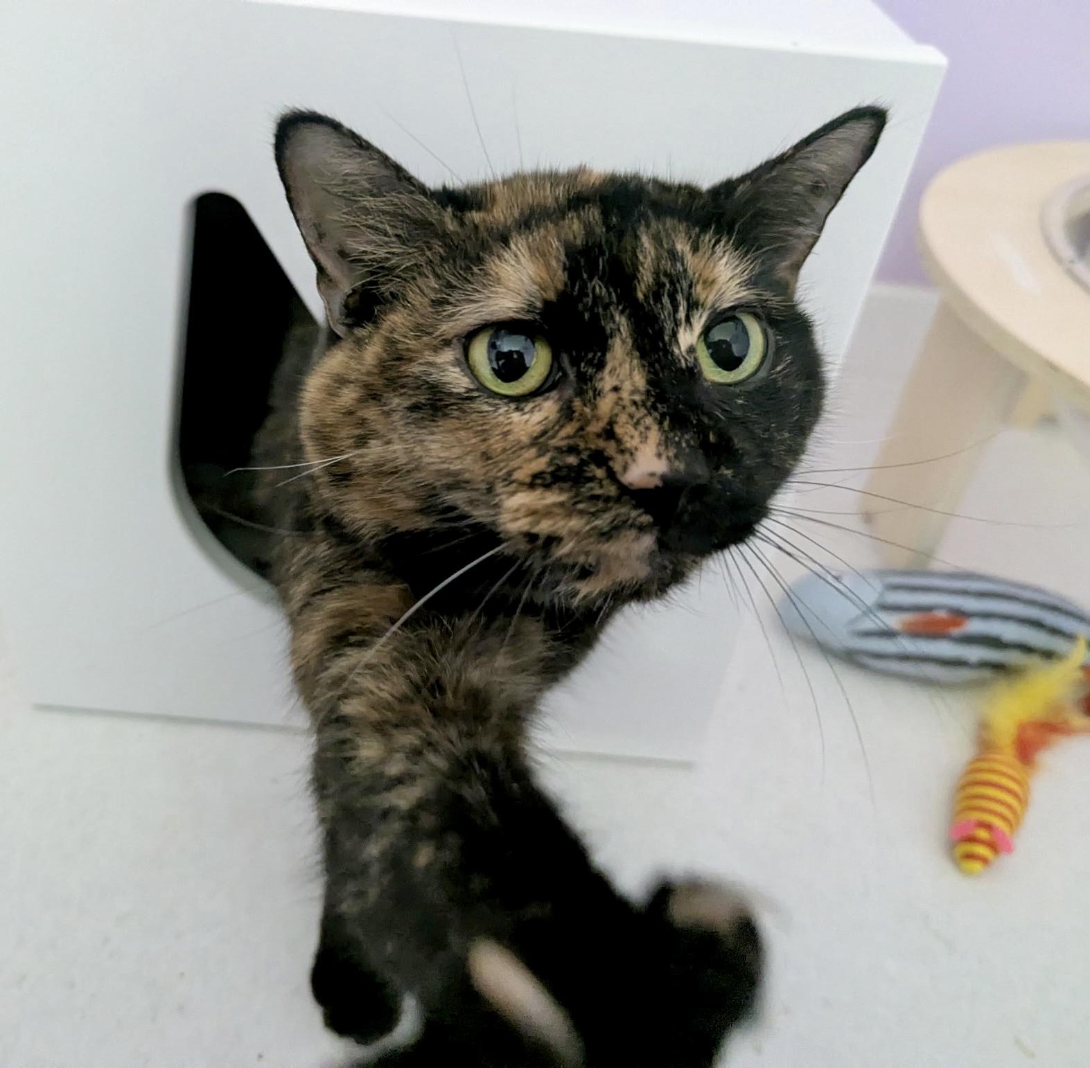 Enlarge Mia, a ADOPTABLE Tortoiseshell in Bethel, CT image 4/6