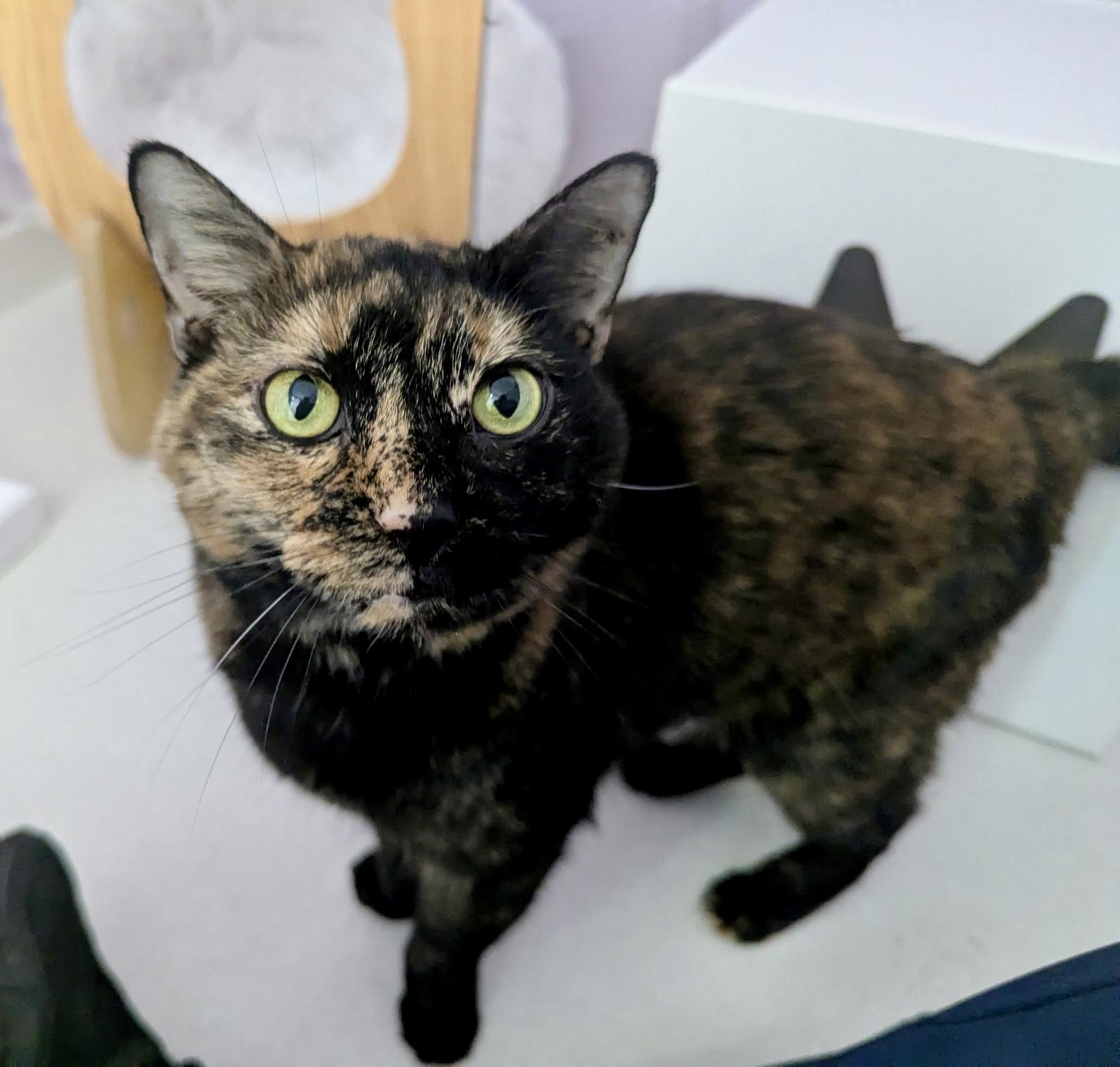 Enlarge Mia, a ADOPTABLE Tortoiseshell in Bethel, CT image 2/6