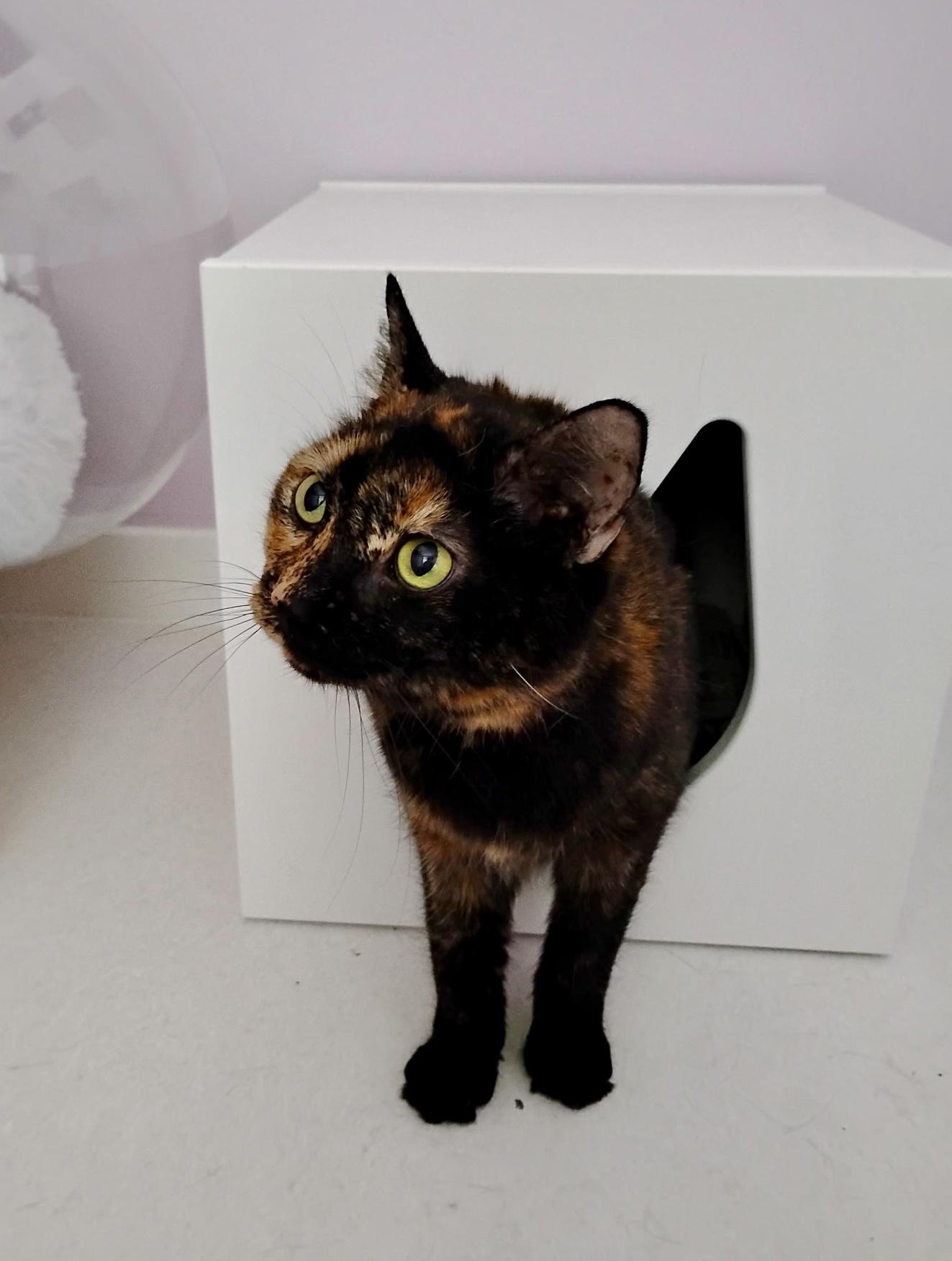 Enlarge Mia, a ADOPTABLE Tortoiseshell in Bethel, CT image 3/6