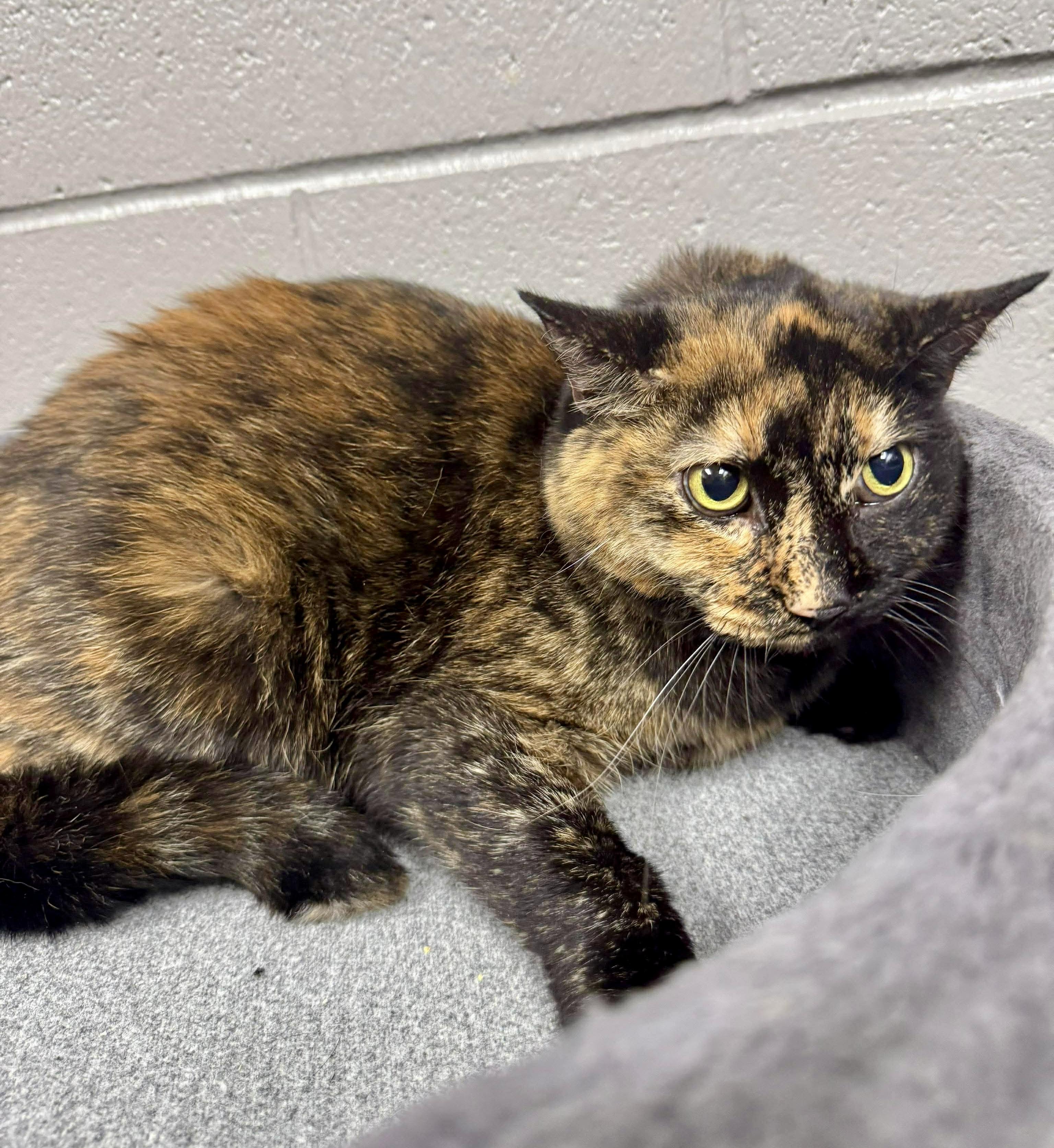 Enlarge Mia, a ADOPTABLE Tortoiseshell in Bethel, CT image 6/6
