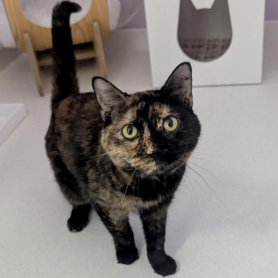Enlarge Mia, a ADOPTABLE Tortoiseshell in Bethel, CT image 1/6