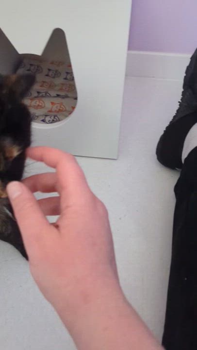 Enlarge Mia, a ADOPTABLE Tortoiseshell in Bethel, CT video 5/6