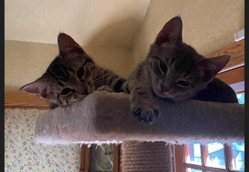 Nod, Adoptable, Kitten Female Domestic Short Hair & Tabby.