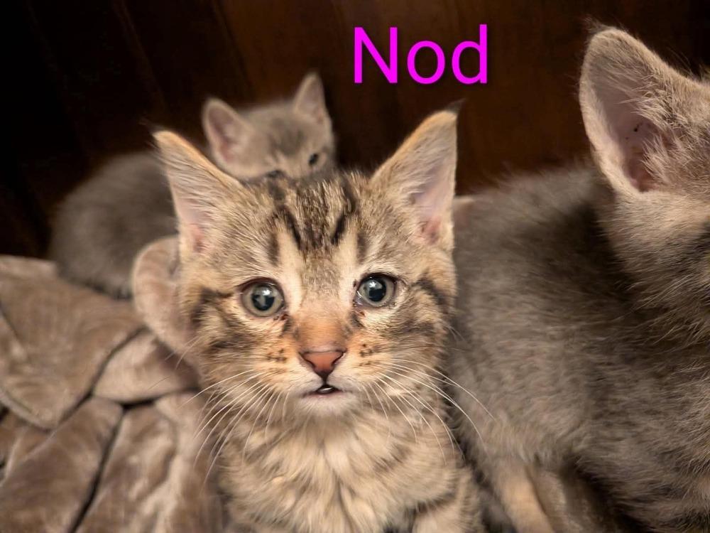 Nod, a Adoptable mixed breed in Poplar Grove, IL image 2/6