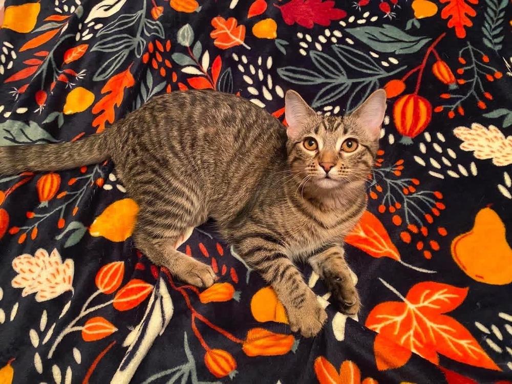 Enlarge Nod, a Adoptable mixed breed in Poplar Grove, IL image 3/6