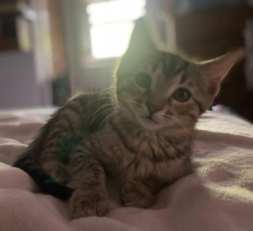 Nod, a Adoptable mixed breed in Poplar Grove, IL image 5/6
