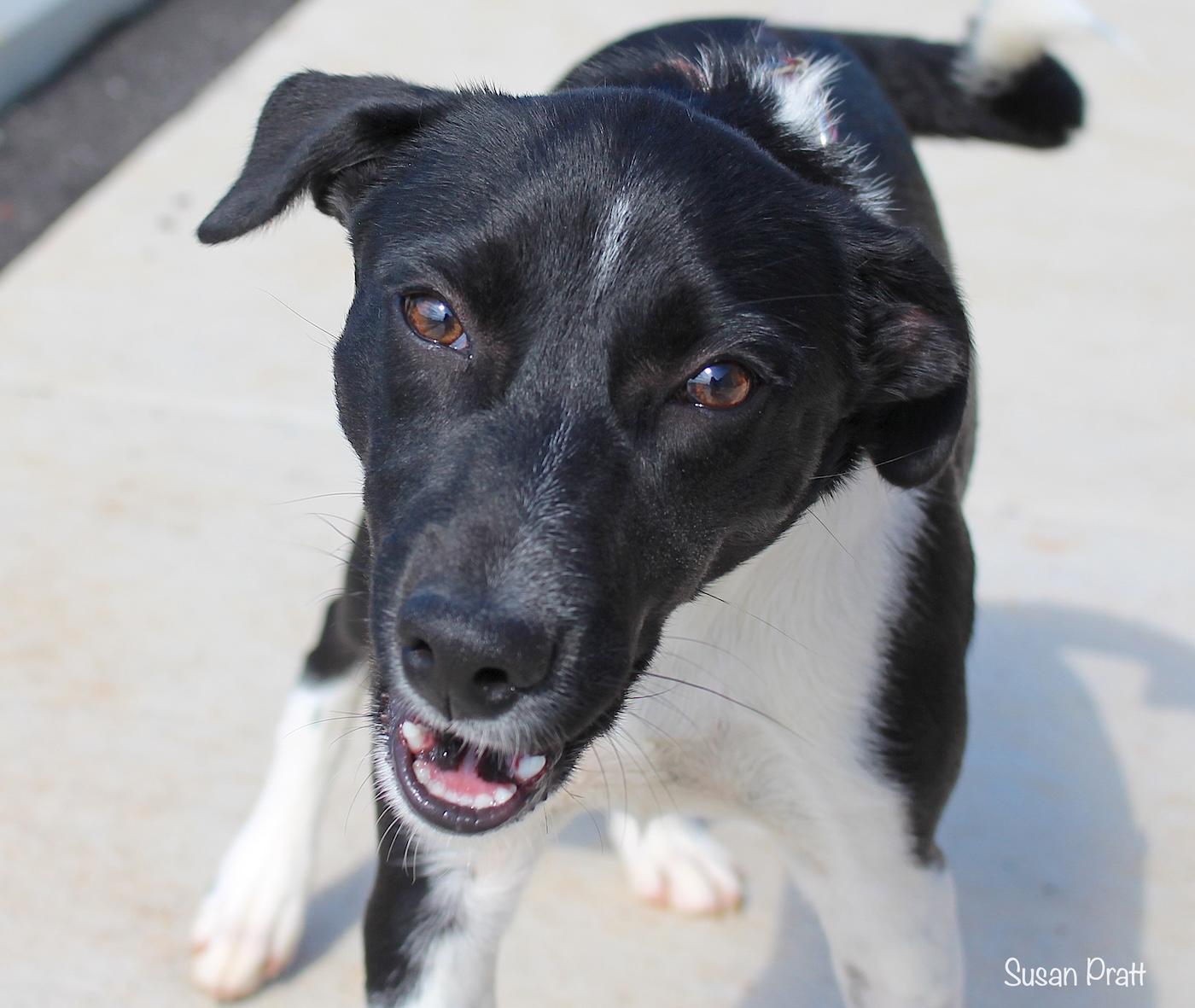 Worm, adopted, Young Female Border Collie & German Shepherd Dog.
