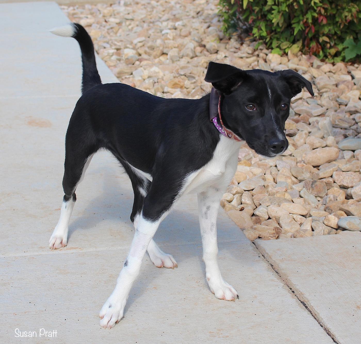 Enlarge Worm, an adopted mixed breed in Bedford, VA image 3/3